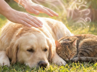 The Ultimate Guide To Animal Reiki Symbols And Their Powerful Uses